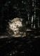 16_chantalv_186F_14_2010