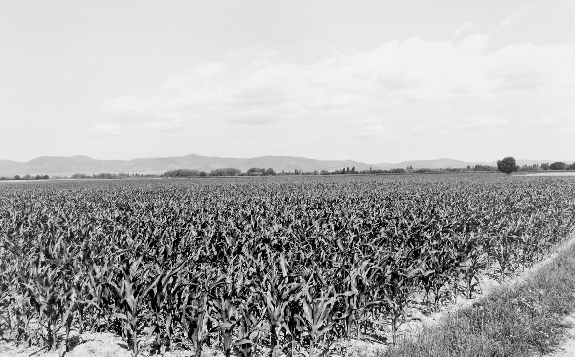 Agrarland Vorderpfalz 65